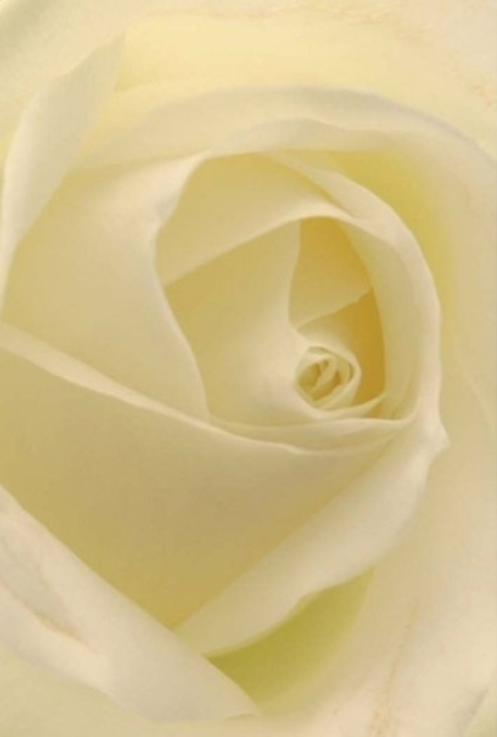 Seen up close as if resting in the window light beside Camden Lock, this white rose mesmerises with its tranquil layers and refined, creamy texture. Each petal seamlessly blends from luminous white to a subtle hint of cream, the gentle gradations enhanced by the day's diffused glow-a true reflection of Camden's mellow yet animated atmosphere. The rose's spiral centre is perfectly formed, suggesting purity paired with all the resilience needed to endure in a city of constant change. As a local Camden florist, such a rose would be ideal for romantic gestures shared along Inverness Street, an elegant centrepiece at a wedding in one of the borough's historic buildings, or a thoughtful apology. Soft shadows dance within the folds, adding visual intrigue, while the matte surface speaks to a tactile luxury that feels like the first touch of fresh linen. Hints of a serene fragrance drift from the bloom, reminiscent of the clean, bright mornings that define this beloved North London neighbourhood. In every detail, the artistry and intention behind the arrangement shine-a subtle celebration of both occasion and place.